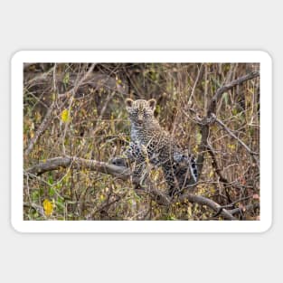 Leopard Cub, Serengeti National Park, Tanzania Sticker